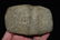 5" Developed Keokuk Axe, DesMoines Co Iowa