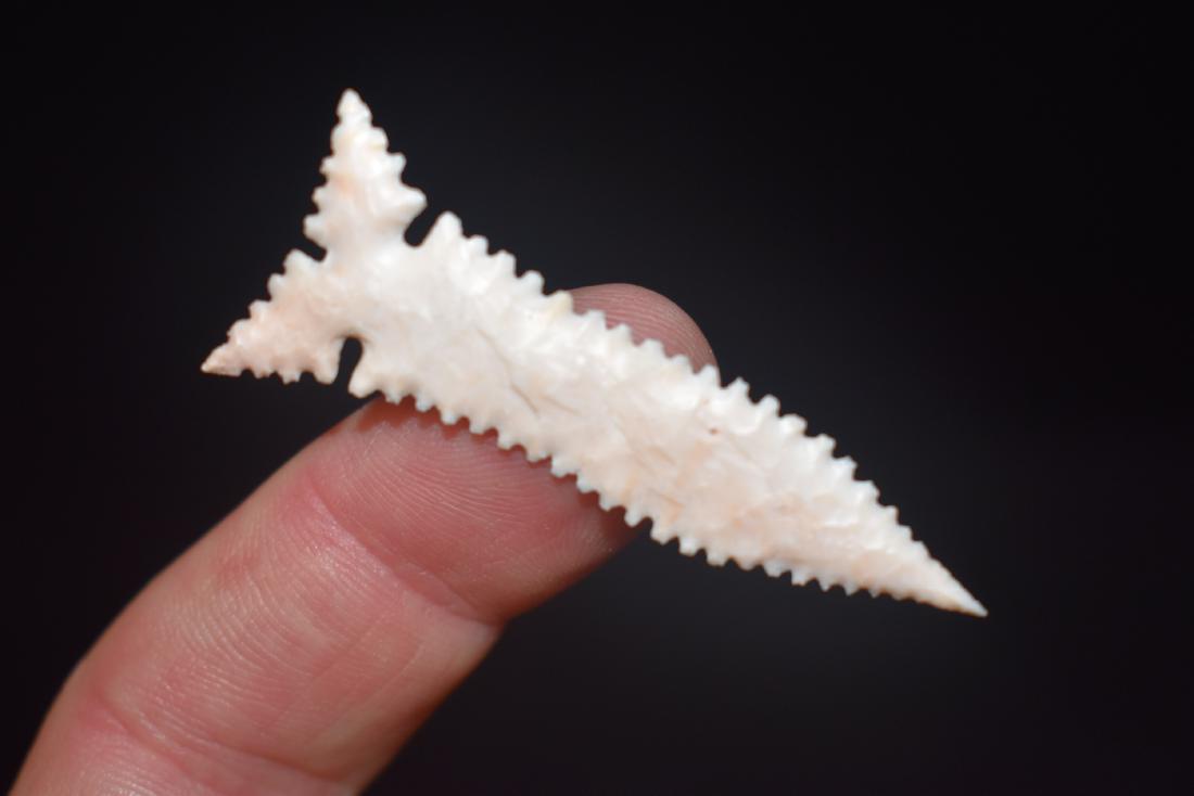 2" Extra Fine Western Arrowhead (1 of 2)