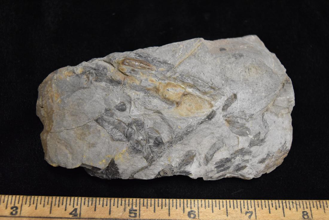 Fossil Leaves (1 of 2)