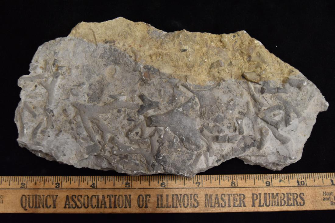 Fossil Crinoids (1 of 3)