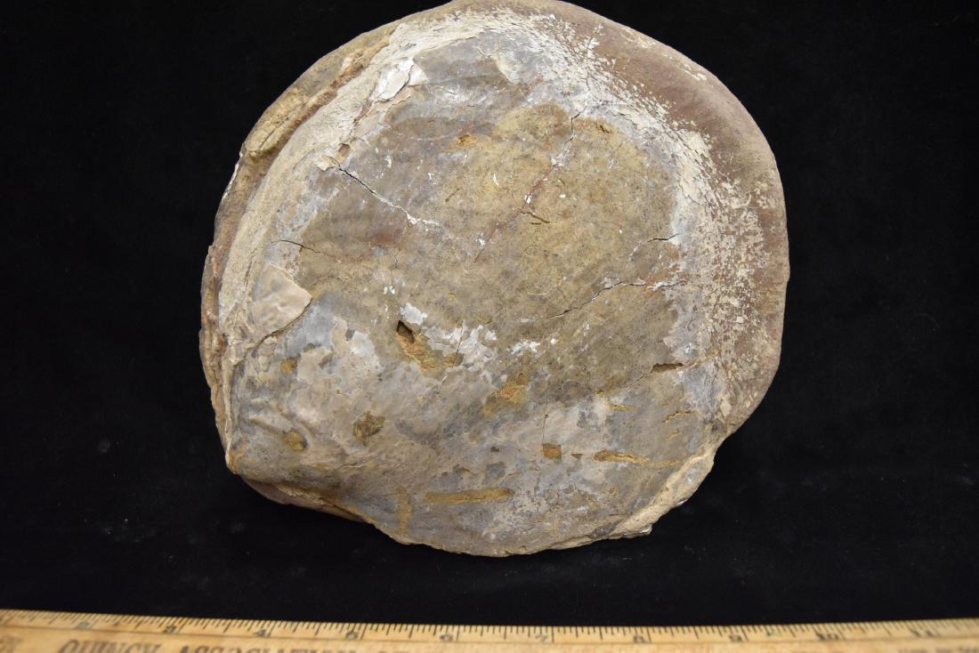 Fossil clam, Mt Rushmore, South Dakota (1 of 4)