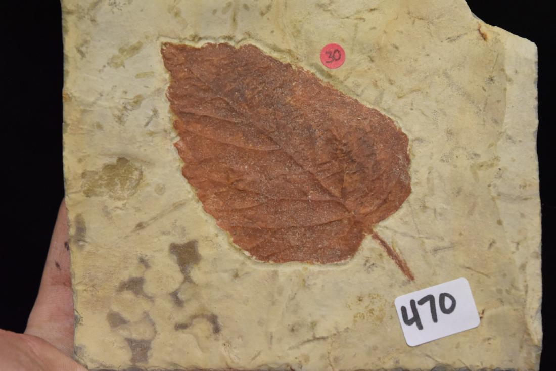 Leaf Fossil (1 of 2)