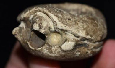 2" Cotton Rock Turtle Effigy Pipe, found by found by (1 of 7)