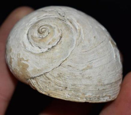 2 1/4" Shell Gorget, Pre Colombian (1 of 5)