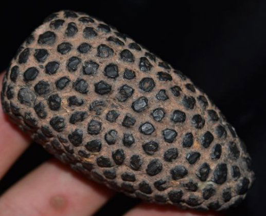 2 7/8" Corn Effigy, Pre Columbian, Fine, Stone with (1 of 6)