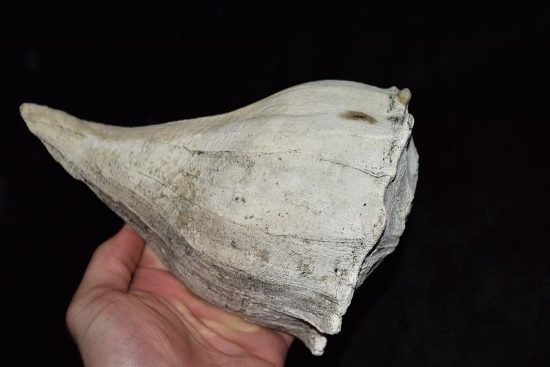 8 3/4" Conch Shell Bowl, Tennessee (1 of 6)