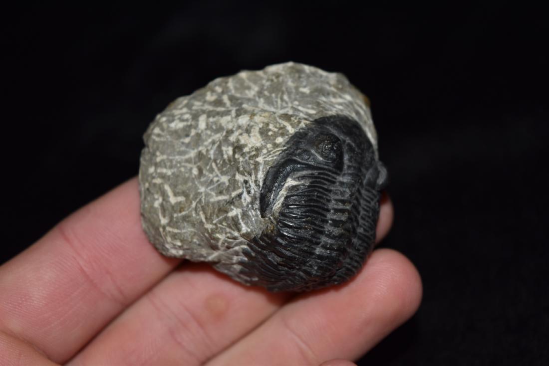 2" Trilobite Fossil (1 of 6)