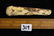 3 1/4" Shell Ear Plug Pictured 1954 Indian Relics - 4