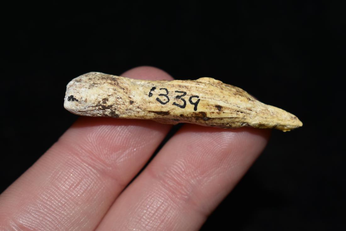 1 5/8" Shell Pin or Ear Plug, Pictured 1954 (1 of 4)