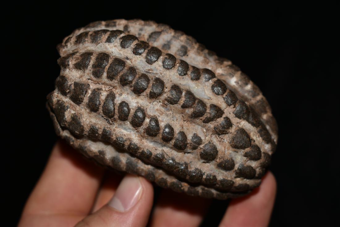 3 3/4" Corn Offering Effigy Found in Peru: 3 3/4" Corn Offering Effigy Found in Peru