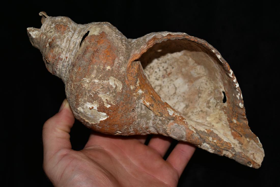 11" x 4" Large Shell Double Drilled found in Belize, (1 of 6)