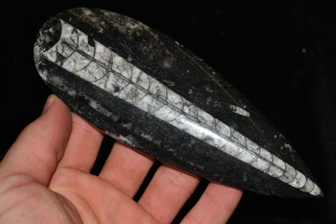 6 3/4" x 2 3/8" Straight Back Ammonite (1 of 6)