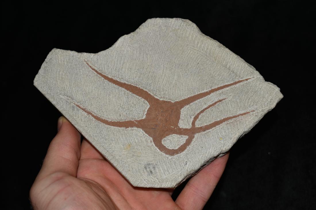 7 x 5 Fossilized Star Fish (1 of 7)