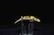 Lot of 1 Heddon and 1 Fly-Rod Flatfish Fishing Lure - 2