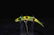 Lot of 1 Heddon and 1 Fly-Rod Flatfish Fishing Lure - 3