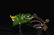 Lot of 3 Antique Frog Lures - 6