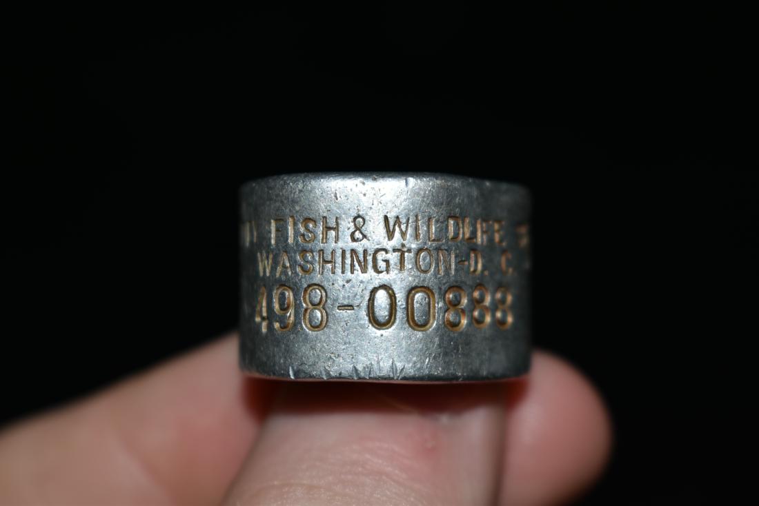 Authentic Canadian Goose Band, Notify Fish and Wildlife: Authentic Canadian Goose Band, Notify Fish and Wildlife Service, Unknown if reported