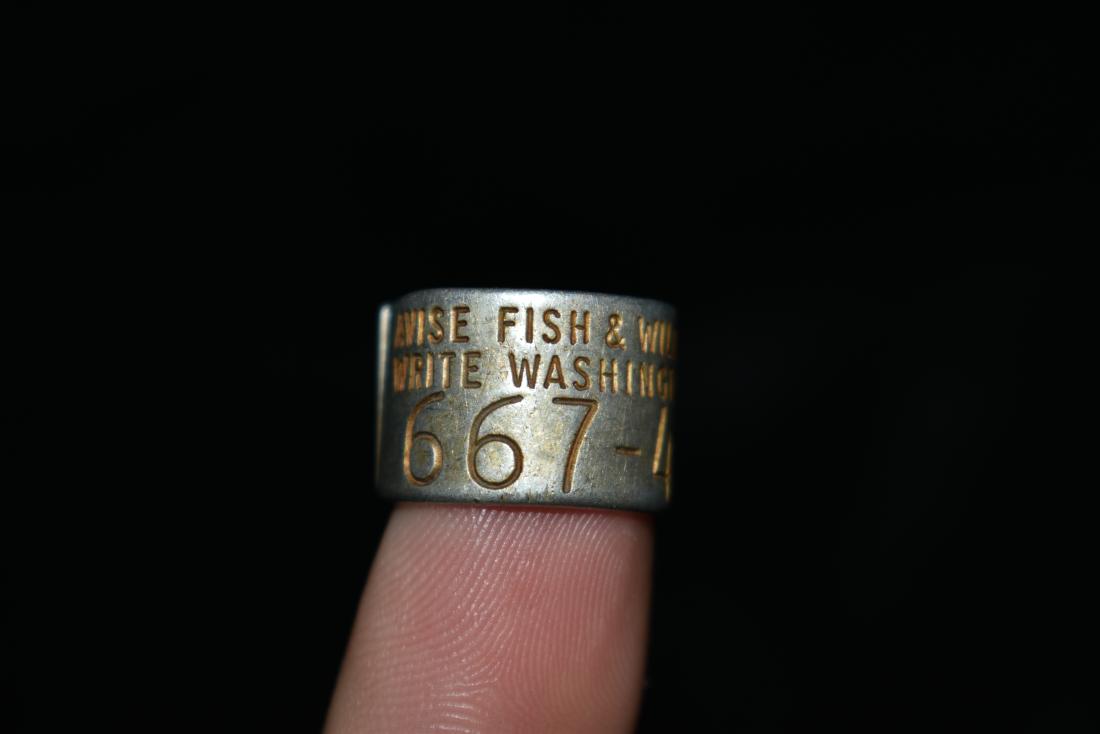 Authentic Small Goose Band, Avise Fish and Wildlife: Authentic Small Goose Band, Avise Fish and Wildlife Service, Unknown if reported.