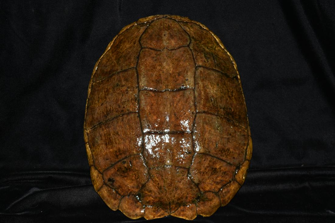 13 1/2" Snapping Turtle Shell (1 of 3)