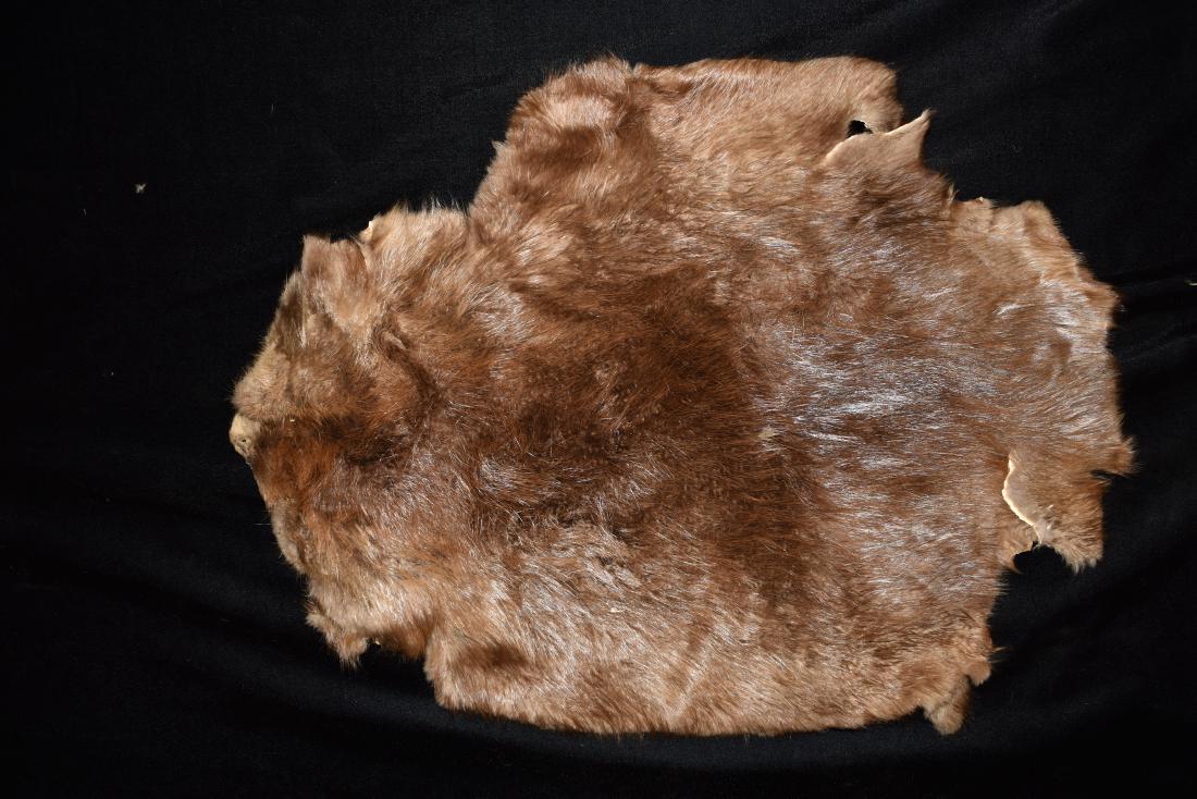 Tanned Beaver Hide (1 of 2)