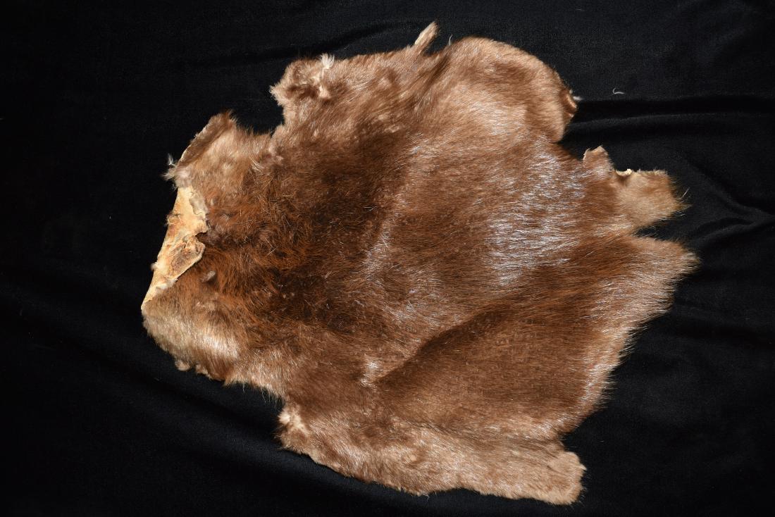 Tanned Beaver Hide (1 of 2)