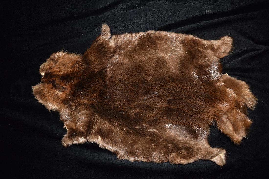 Tanned Beaver Hide (1 of 2)