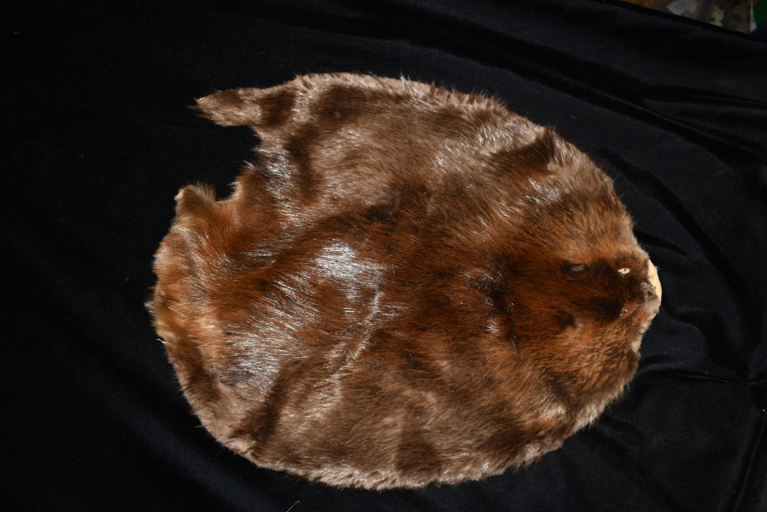 Tanned Beaver Hide (1 of 2)