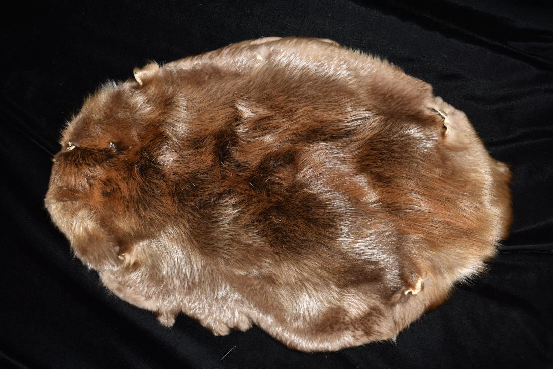 Tanned Beaver Hide (1 of 2)