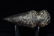 4 1/4" Full Grooved Hemitite Axe, Holt Co., MO - 3