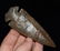 3 5/8" Stunning Sonora Dovetail, Dickey COA