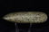 5 7/8" Flared Celt, great material, wirey granite, St - 3