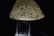 5 7/8" Flared Celt, great material, wirey granite, St - 4