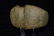 5 3/8" Highly Developed 3/4 Grooved Axe ex Ryan Perry