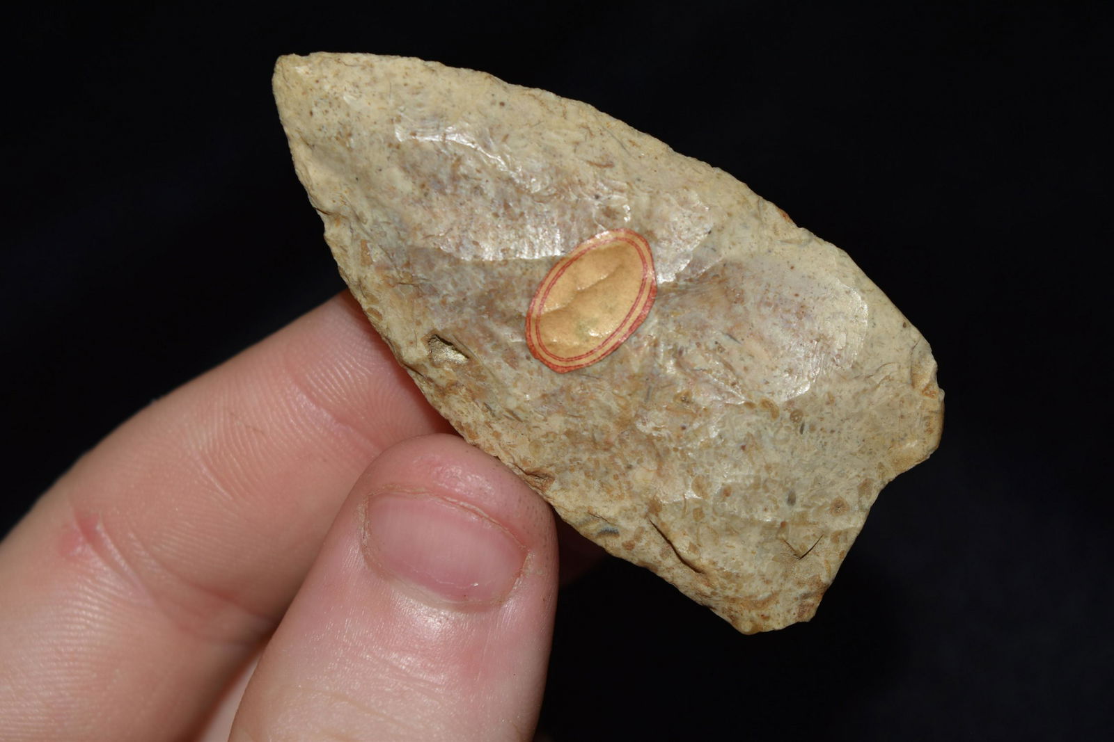 2 1/4" Burlington Paleo, Adams Co., IL, From the (1 of 4)