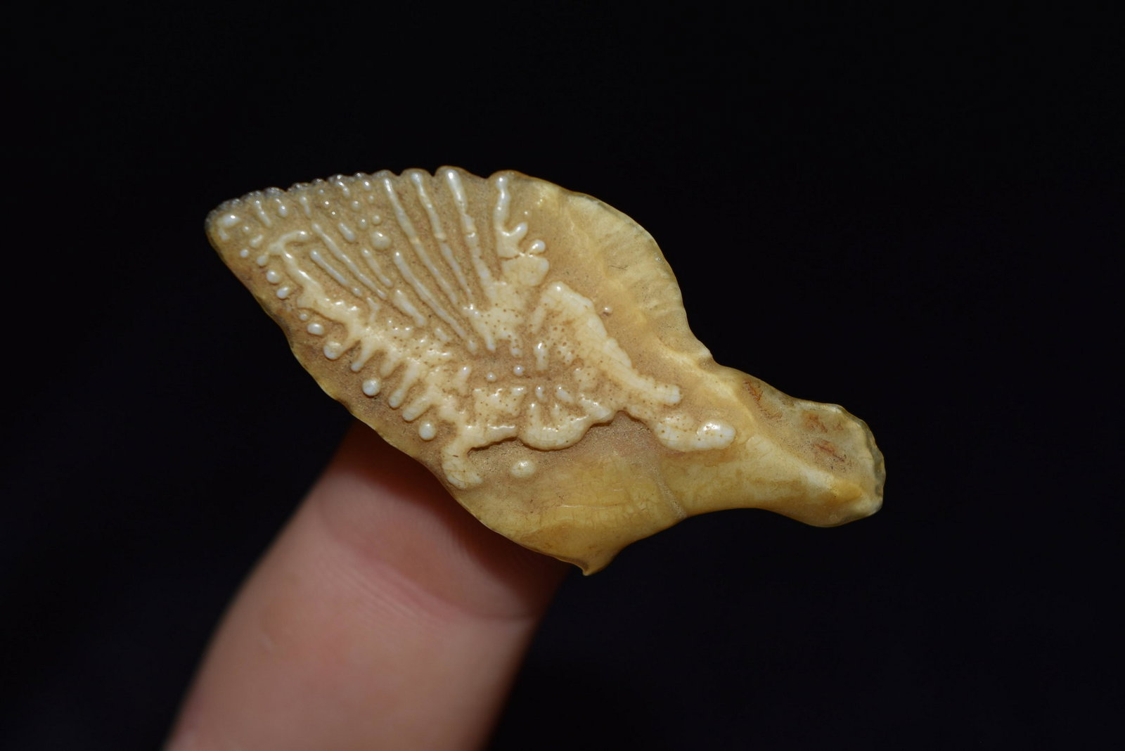 1 3/4" Fish Scale Arrowhead, Adams Co. IL, From the (1 of 4)