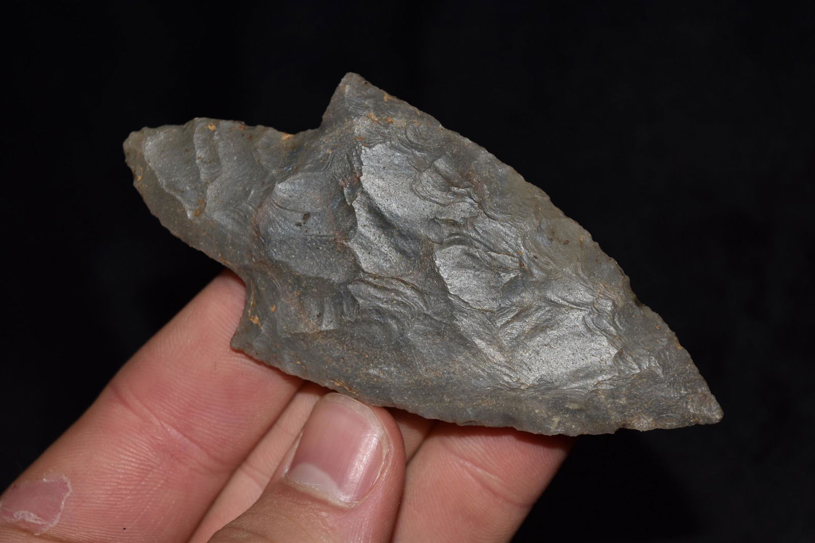 3 3/4" Turkey Tail, Hornstone, Lawrence Co IN, Ex (1 of 5)