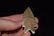 4 1/8" Pedernales, Rogers COA, Blanco TX - 4