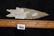 4 1/8" Pedernales, Rogers COA, Blanco TX - 6