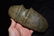 8 1/8" 3/4 Groove Trophy Axe, Motley COA, Found in