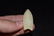 2 1/2" Plainview, Hixton Quartzite, Keele COA, Ogle Co, - 4
