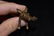 1800s Brass / Bronze African Gold Weight Asante, - 5