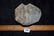 3 3/8" Highly Developed 3/4 Groove Trophy Style Axe, - 7