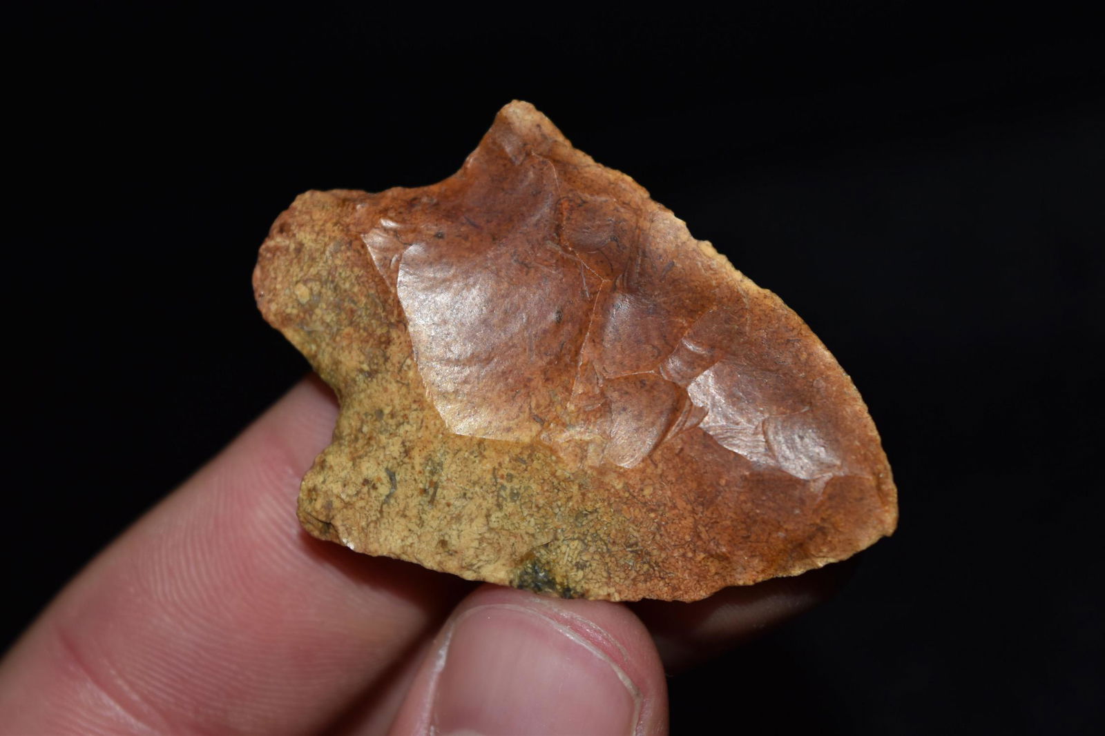 2" Pickwick Point, Marion Co, Florida (1 of 5)