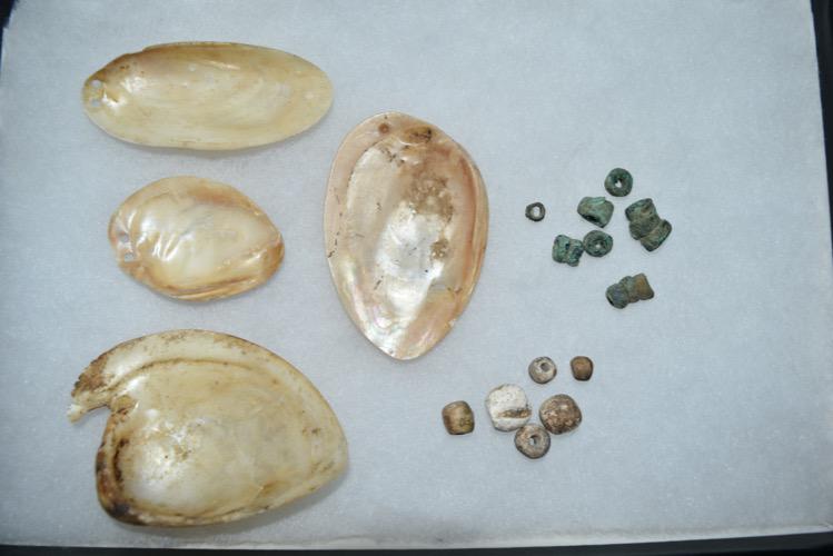 Hopewell Cache from Southern Illinois, 3 Drilled Shell (1 of 6)