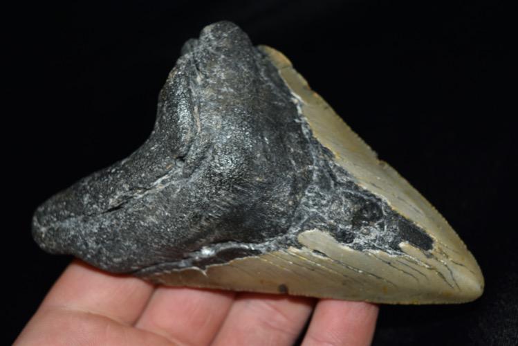5" Megalodon Tooth/Fossil (1 of 4)