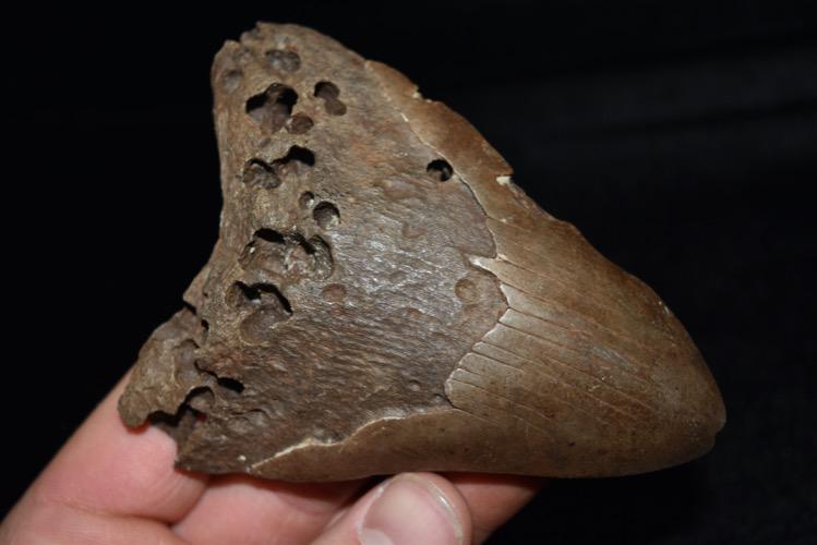 4 1/8" Megalodon Tooth/Fossil (1 of 4)