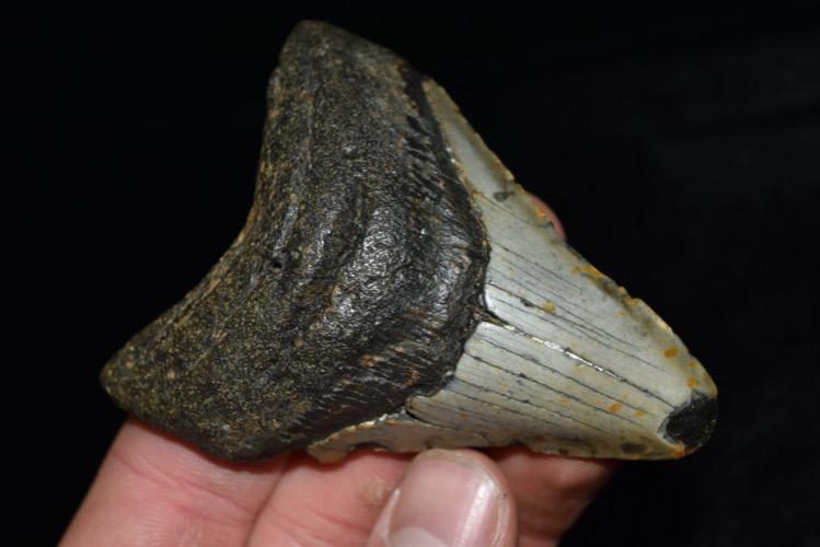 3 1/4" Megalodon Tooth/Fossil (1 of 3)
