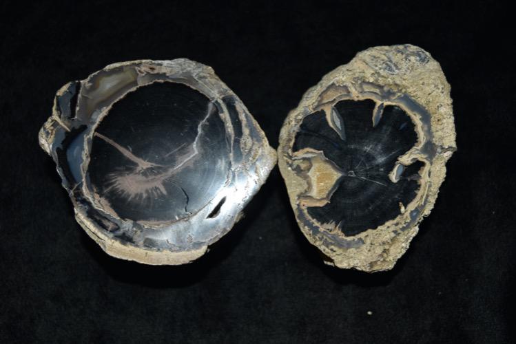 Lot of 2 Petrified Wood Polished Book Ends, McDermitt, (1 of 4)