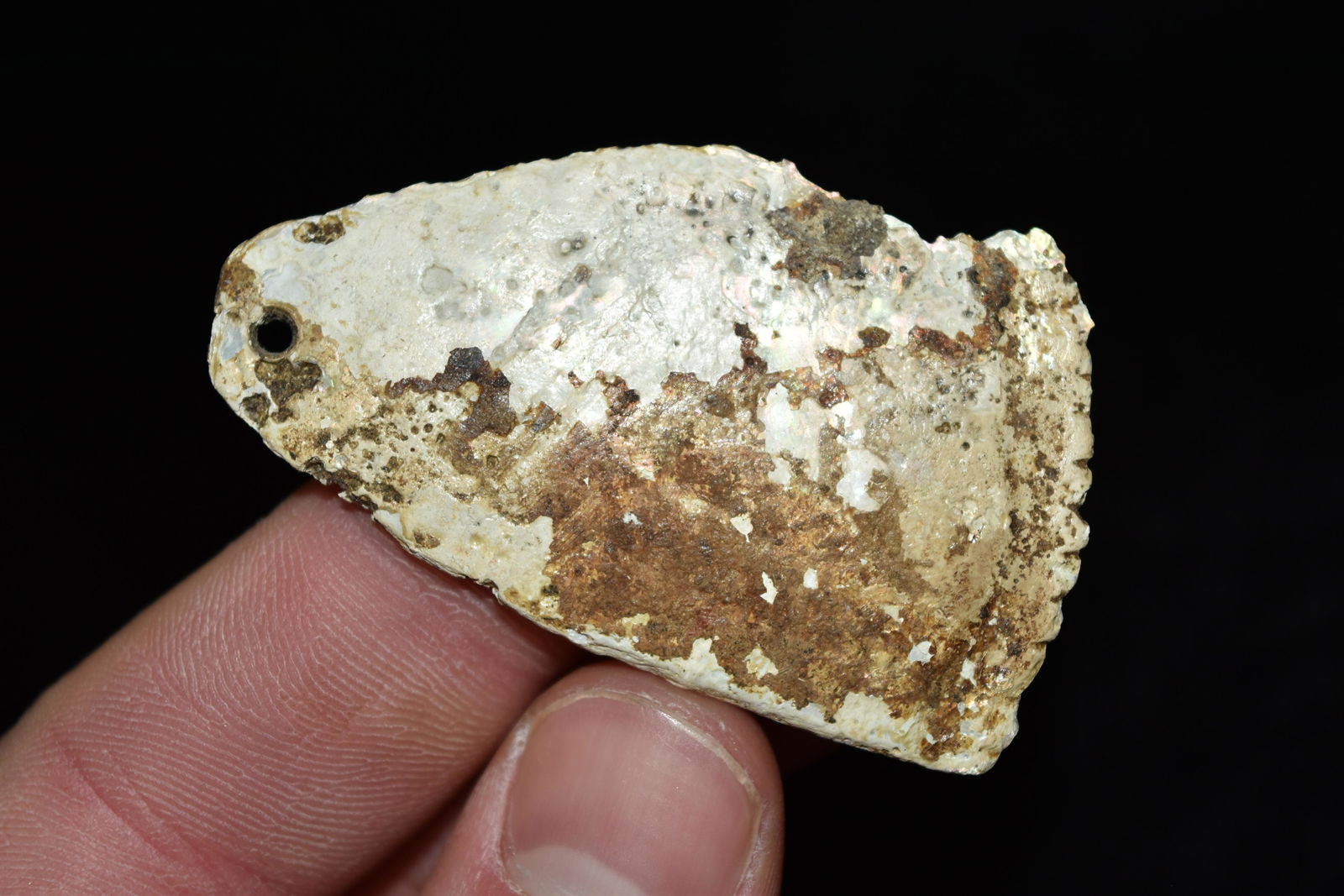 2 1/4" Shell Pendant, Fulton Co, Illinois: 2 1/4" Shell Pendant, Fulton Co, Illinois