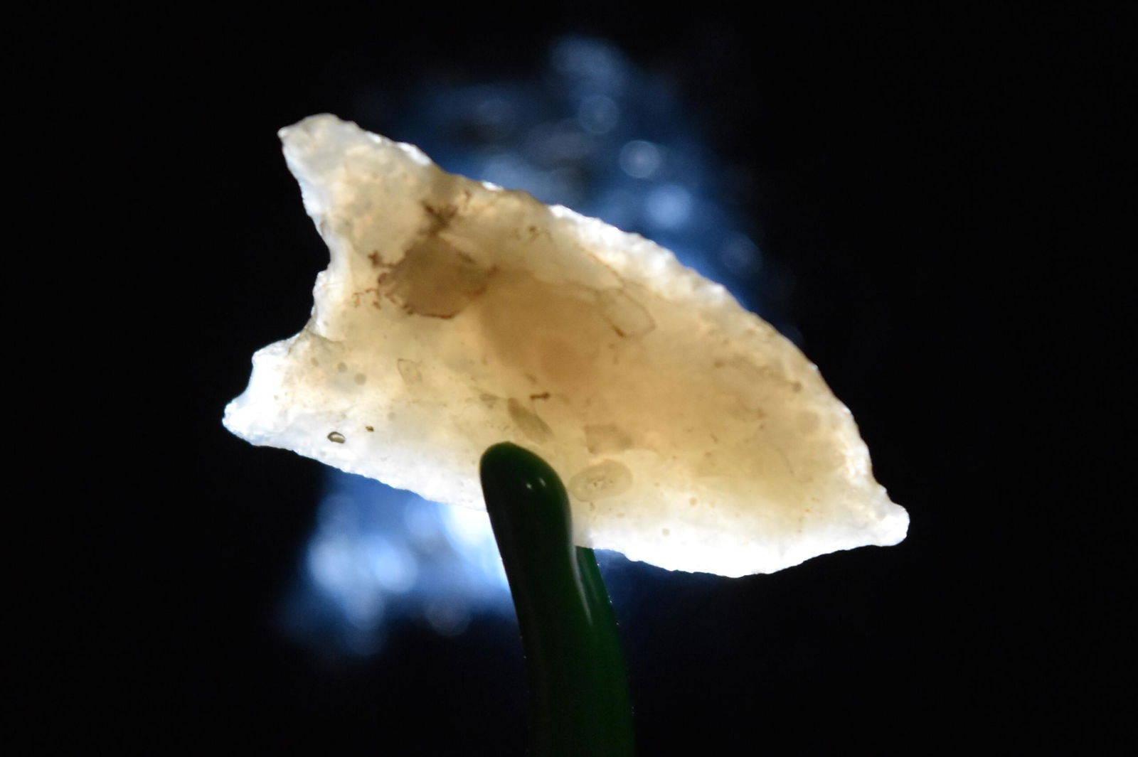 1" Paleo Pelican Point, Goshen Co, Wyoming, Gem Grade (1 of 5)